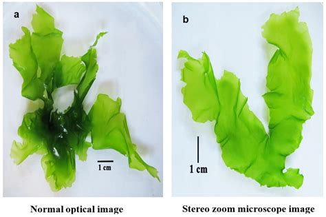 Biosorption of Cu+ 2 by Green Algae, Ulva fasciata  .